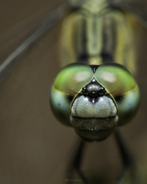 An angry dragonfly