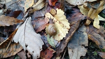 An Apple  Snail on Slickrock Creek Trail Slickrock Wilderness Area NC 