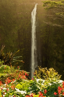 An attempt to capture some of the surrounding gardens color on a sunny day  Akaka Falls Big Island Hawaii