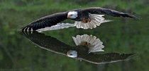 An eagle flying low over water  Photographed by Howard Brodsky