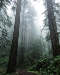 An eerie look inside Redwoods National Park 