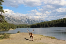 An Elder Elk at a Sandy Lake Staring at the Rocky Mountains Banff Alberta by snakeplay 