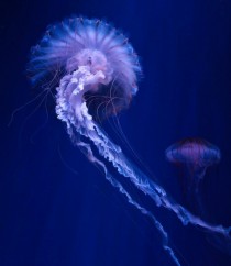 An Electric Jellyfish 