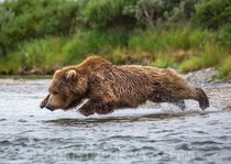 An inch above the water surface Female Grizzly bear
