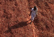 An Indian farmer walks amid red chillies being sun dried on May Day in Hyderabad 