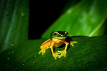 An inquisitive little frog 