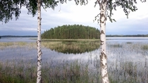 An island between two birches Punkaharju Finland phone quality 