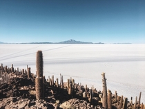 An island of cactuses and a vast desert of salt all  feet above sea level in one of the most otherworldly places Ive ever seen Salar de Uyuni Bolivia 