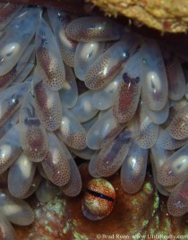 An octopus with her eggs album inside 