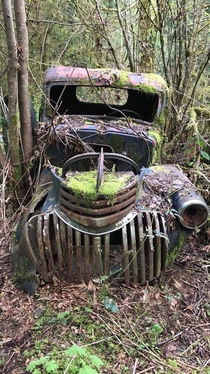 An old Chevy in the woods on my neighbors property