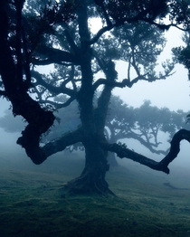An old laurel tree in the fog forest of Madeira 