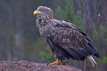 An Old White-tailed eagle on a stone 