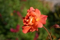 An orange rose 