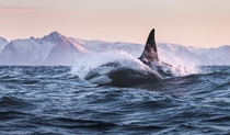 An Orca swimming out to sea in Lofoten  xpost from rNorwayPics