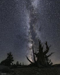 Ancient Bristlecone Pine Forrest Inyo County CA at Night 