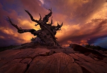 Ancient Bristlecone Pine in California  photo by Marc Adamus