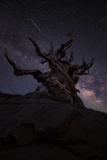 Ancient Bristlecone Pine tree under the Milky Way 