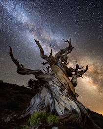 Ancient Bristlecone Tree under the Milky Way Lone Pine California USA 