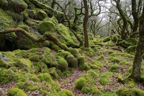 Ancient moss covered stunted oak woodland Piles Copse Dartmoor UK OC  x 