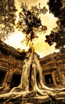 Ancient tree roots over abandoned Tomb Raider location Siem Reap Province 