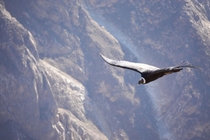 Andean Condor at Condors Cross Peru 