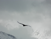 Andean Condor Vultur gryphus 