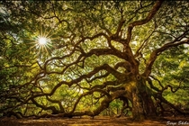 Angel Oak Tree photographed by me Serge Skiba of EarthCaptured Photography 