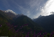 Annapurna South and Macchapuchhere Nepal 