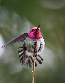 Annas Hummingbird with a big stretch 