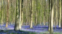Annual Bluebells carpet  Hallerbos forest Belgium 