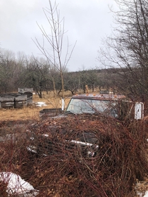 Another abandoned farm truck in an orchard