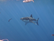 Another Great White Shark picture off the coast of Isla Guadalupe 