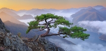 Another Master Oogway Tree Jeolla Province South Korea 
