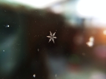 Another Stellar Dendrite Snowflake 