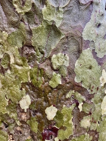 Another Western Sycamore Platanus racemosa bark in the rain image  - I try to find the abstract patterns in nature