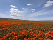 Antelope Valley poppies x OC