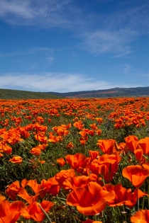 Antelope Valley Poppy fields California 