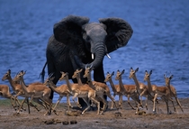 Antelopes getting out of the Elephants way