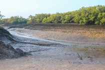 Arabian sea mangroves during low tide 
