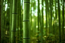 Arashiyama Bamboo Forest of Kyoto Japan 