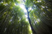 Arashiyama Bamboo Grove Kyoto Japan 