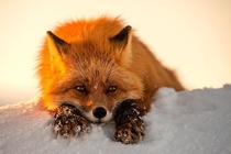 Arctic Fox By Ivan Kislov 