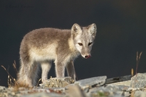 Arctic Fox by Ronald Kamphuis 