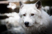 Arctic Wolf Canis lupus arctos 