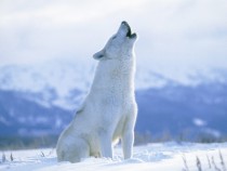 Arctic Wolf  - one of my favorite animals