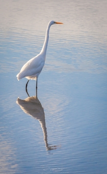 Ardea alba Great Egret in a pristine reflection 
