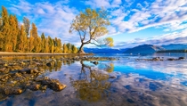 Arguably the most beautiful tree in the world Lake Wanaka New Zealand 