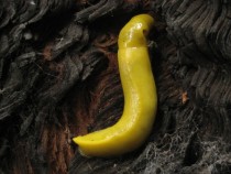 Ariolimax californicus - A banana slug clinging to a charred redwood tree 