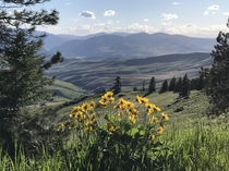 Arrowleaf balsamroot a distant bend in the Flathead River Sanders County Montana 