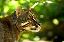 Asian Golden Cat also called the Asiatic golden cat and Temmincks cat Pardofelis temminckii syn Catopuma temminckii 